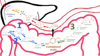 4-Ethylphenol—fluxes, metabolism and excretion of a gut microbiome derived neuromodulator implicated in autism